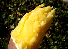 徳島県特産サツマイモ 鳴門金時 うまいも